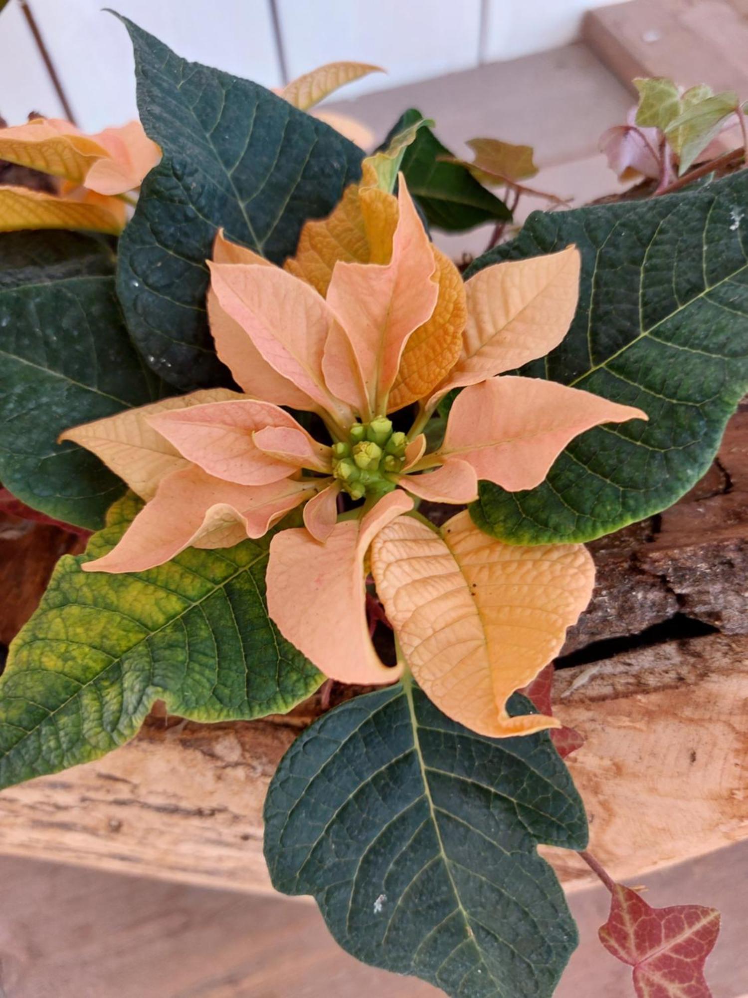 Alingsås Flora Dekor Gaestgard 게스트하우스 외부 사진